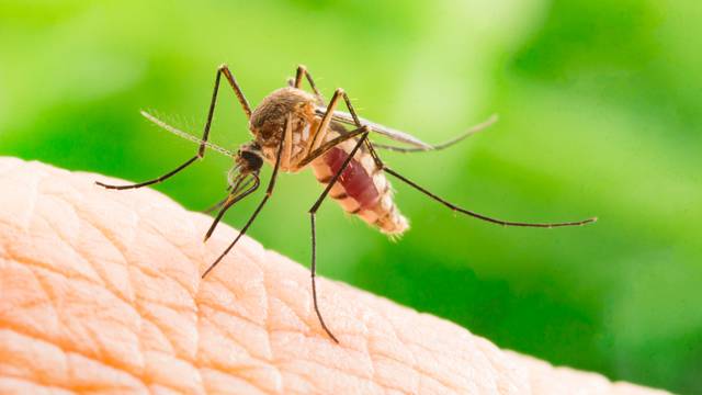 Neki neće biti sretni: Sad znamo koje krvne grupe komarci vole