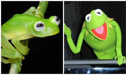 Pronašli su novu vrstu žabe, izgleda baš isto kao i - Kermit