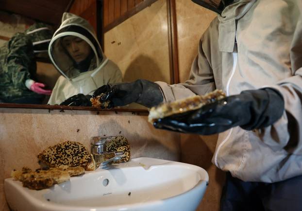 Bee rescuers Clarence Chua and teammate Marie James remove honeycombs from a bee nest hidden behind the bathroom wall panels of a house in Singapore
