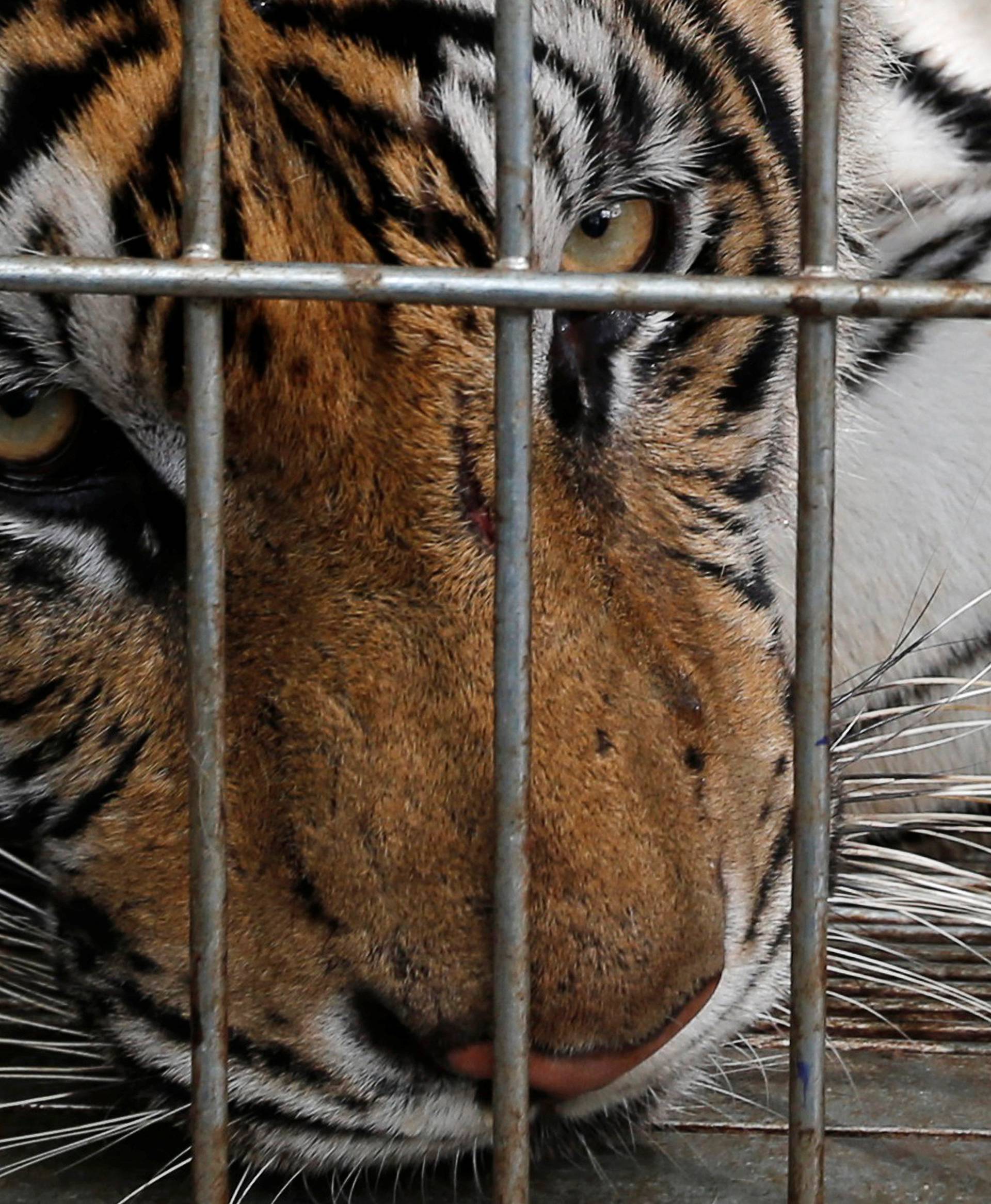 A tiger is seen in a cage as officials continue moving live tigers from the controversial Tiger Temple, in Kanchanaburi province