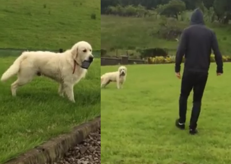 I njemu je dosta 'Fejsa': Pas je ukrao mobitel i neće ga vratiti