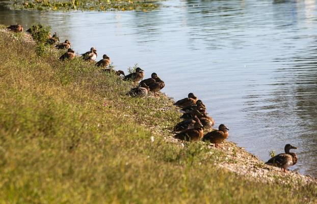 Zagreb: Patke uživaju u kupanju na jezeru Jarun