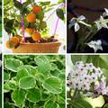 5 najmirišljavijih sobnih biljaka
