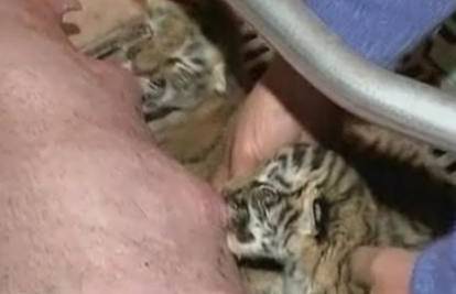 Krmača je preuzela brigu o tri mala napuštena tigrića