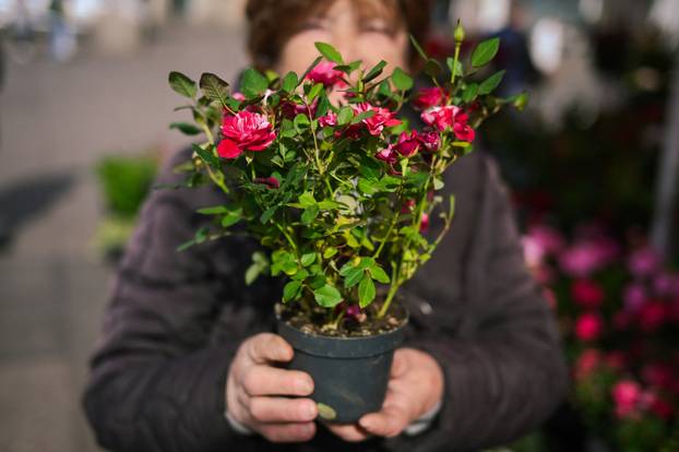 24sata Zagreb: Ponuda cvijeća na Dolcu 
