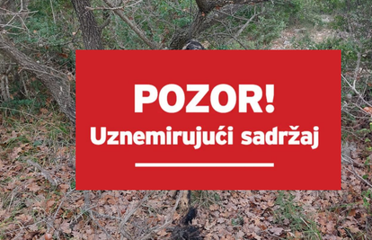Istražuje se slučaj dva uginula psa na Pašmanu, u selu Polača netko je objesio psa na stablu