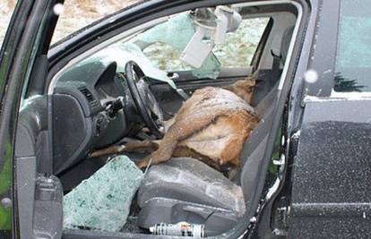 Auto naletio na  jelena: Probio je staklo i uginuo na sjedalu