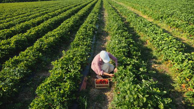 Top,View,Farmer,Woman,Harvesting,Ripe,Strawberries,In,The,Field.