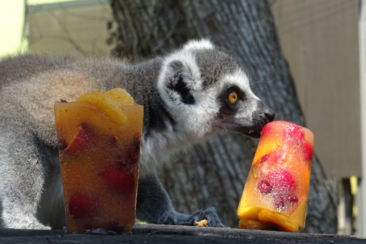 Životinje u Zoološkom vrtu i ovog ljeta hlade se sladoledima
