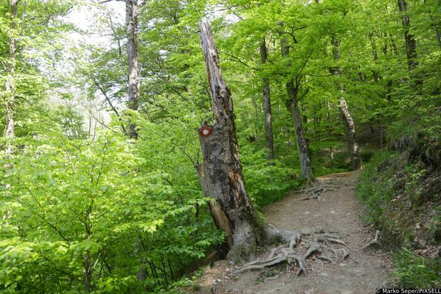Zagreb: Tri tjedna nakon razorne oluje na Sljemenu i dalje vidljive posljedice 