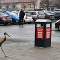 Roda u Požegi: Pristojno je s noge na nogu prešla zebru. Prošetala se i parkiralištem...