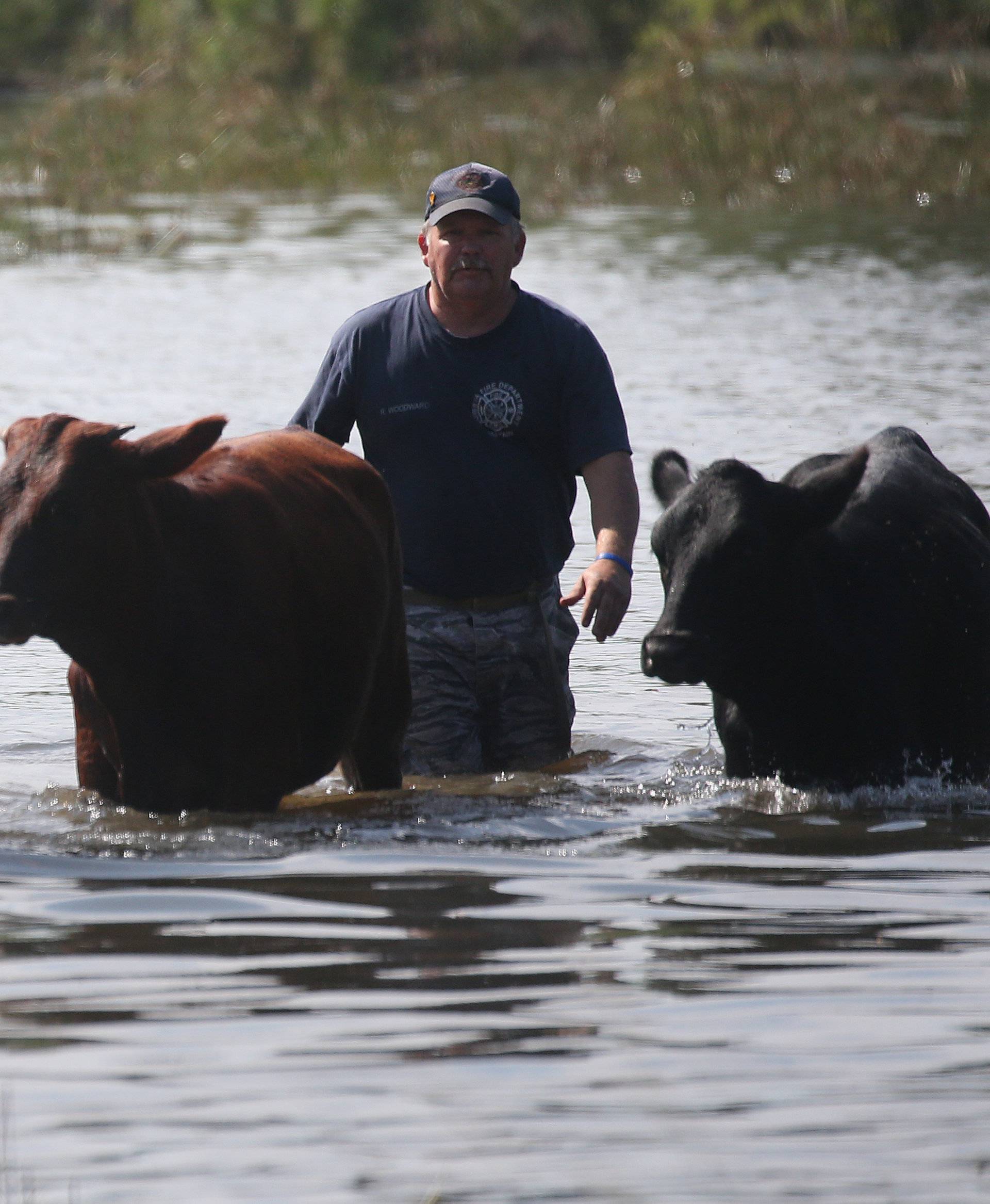 A man helps cows that were trapped in flood water in a field escape in Winnie, Texas