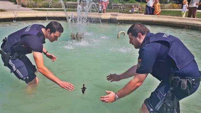 VIDEO One little duck... Ne bojte se, maleni. Nećemo vas u zatvor