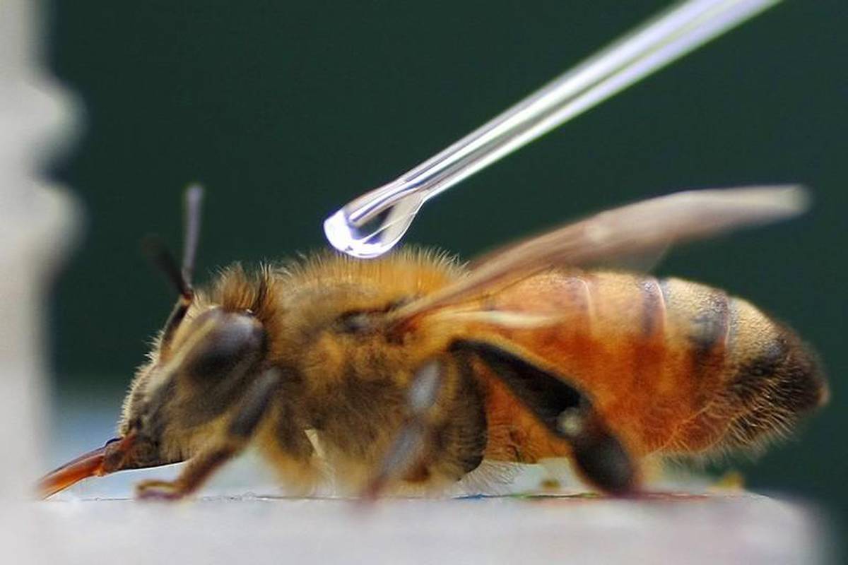 Vrijedne pčelice zuje na kokainu slično kao i ljudi