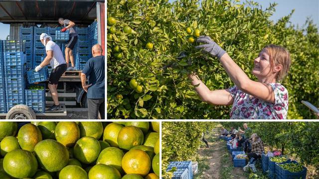 'Trgovci nam plate jedva 20-45 centi za kilogram mandarina, a u Zagrebu se prodaje za dva €'