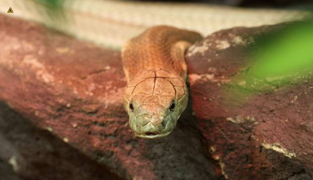 FOTO Ovo su najotrovnije životinje na svijetu: Australci, nije vama nimalo lako dolje...