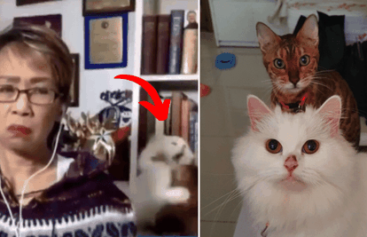 Video-bombale vlasnicu: Mačke se tukle usred javljanja uživo!