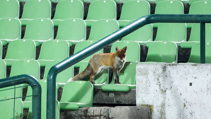 FOTO 'Lukavi' gledatelji stigli na Koševo i bodrili BiH igrače...