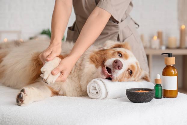 Cute,Australian,Shepherd,Dog,With,Cosmetic,Products,Having,Massage,On