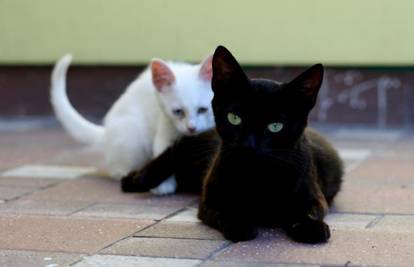 Od crnih mački ne mora se bježati jer one - donose sreću