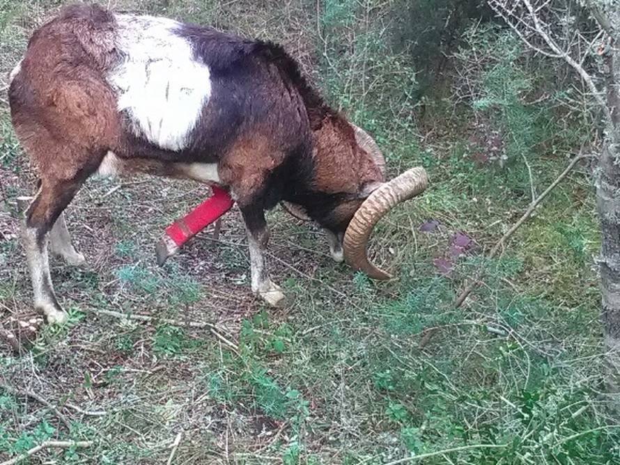 Uspjeli spasiti rogonju: Muflon s Dugog Otoka ponovno trči