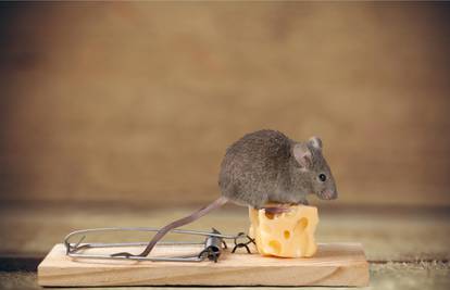 Greške tijekom čišćenja zbog kojih imate problem s miševima