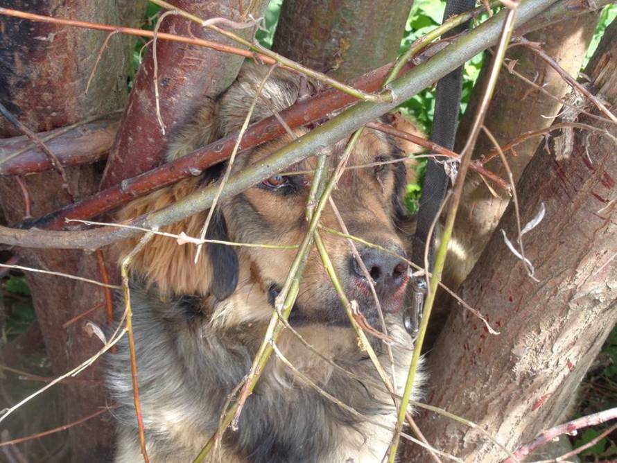 Udruga Spas Varaždin/Facebook