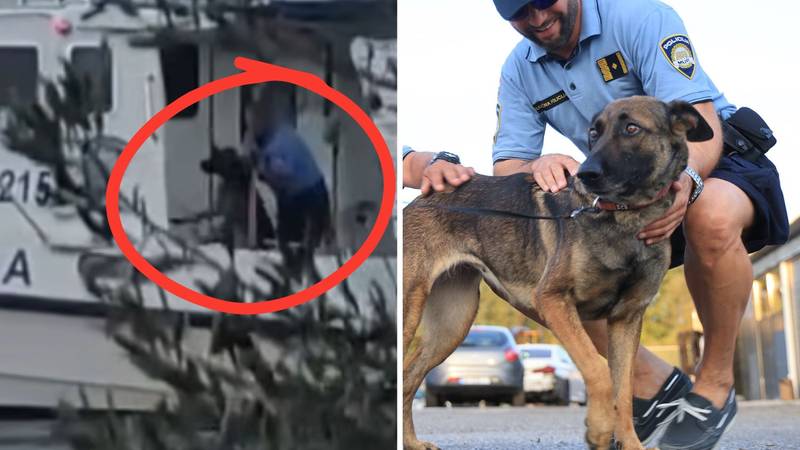 Ovo je pas kojeg je policajac bacio s broda u more. Zadarska policija našla mu je novi dom