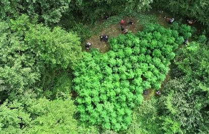 U šumi kod Samobora otkrili plantažu marihuane, traže tko se dobro brinuo o svojoj 'travi'