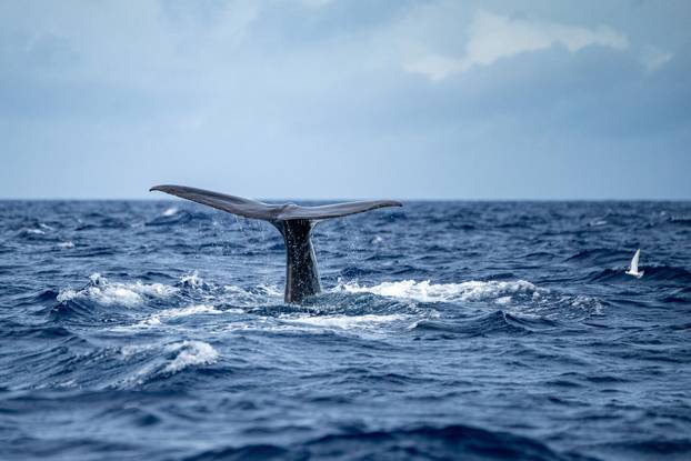Sperm whale