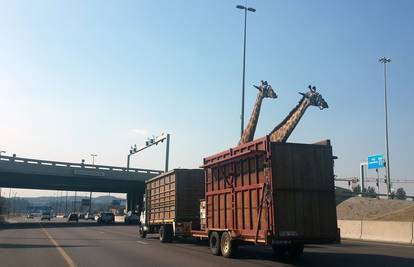 Žirafa uginula nakon što je udarila glavom u nadvožnjak