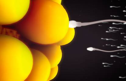 Istraživanje pokazalo: Žensko tijelo 'blokira' slabije spermije