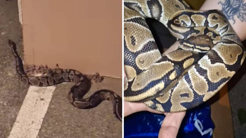 V Zagrebu našli kraljevskega pitona, ki je pobegnil lastniku