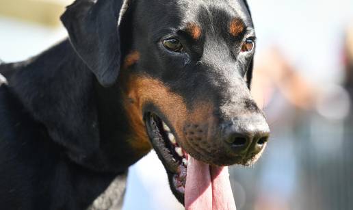 Svjetska elita dobermana za vikend stiže u Veliku Goricu!
