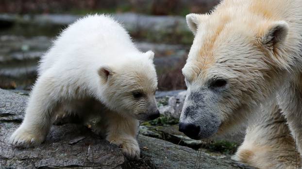 A female polar bear cub is seen together with 9 year-old mother Tonja during her first official presentation for the media at Tierpark Berlin zoo in Berlin