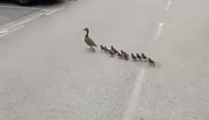 VIDEO Mama patka prošetala sa pačićima zagrebačkim kvartom