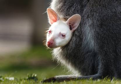 Albino baby wallaby