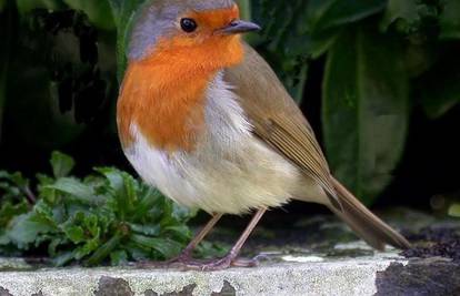 Veličina očiju ptica predviđa gdje se razmnožavaju i hrane