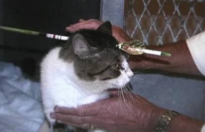 Mačak sa strijelom u glavi potrošio život i preživio
