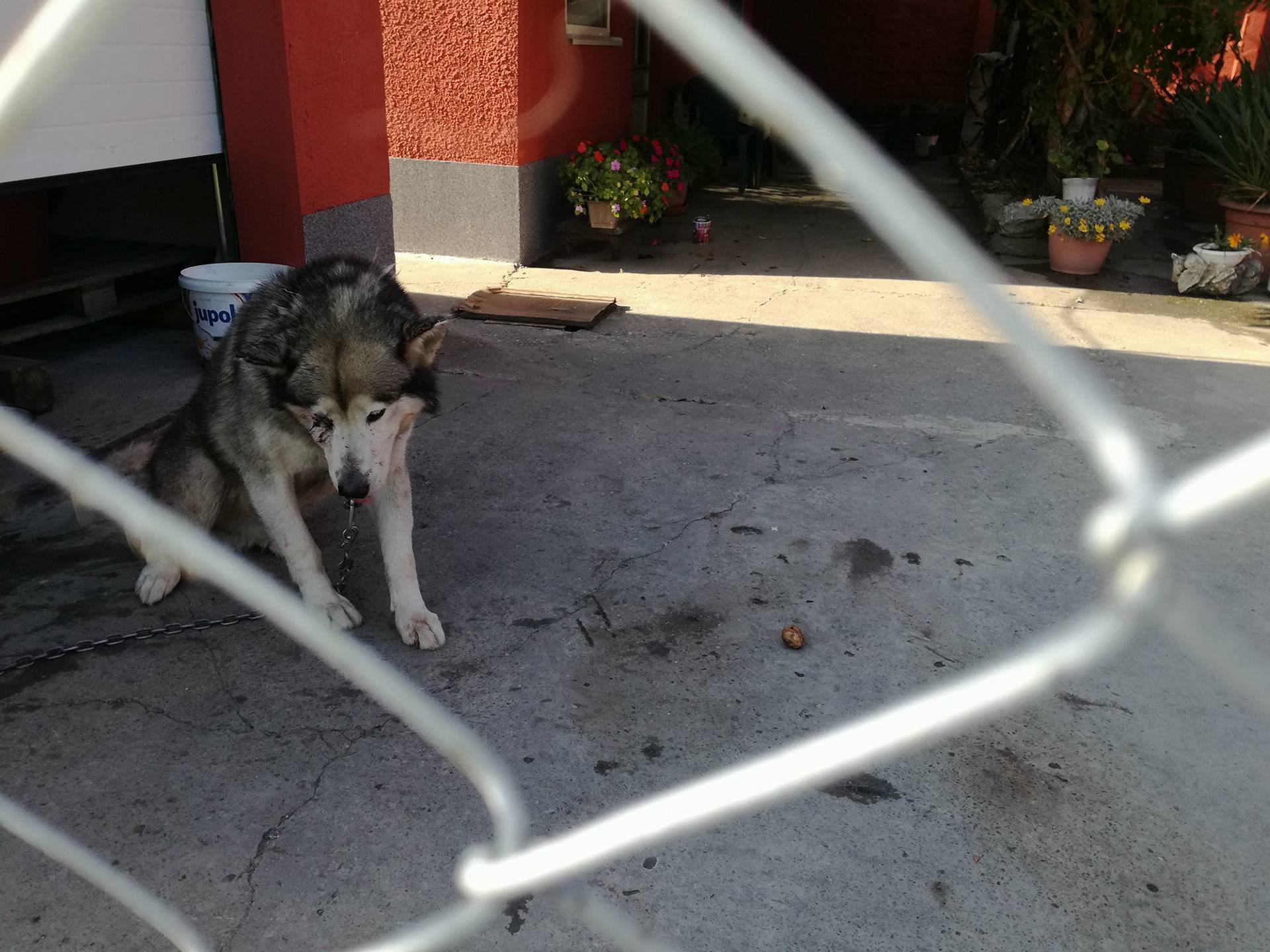 Uginuo je pas Felix: Vlasnik ga je tukao šipkom jer je bježao