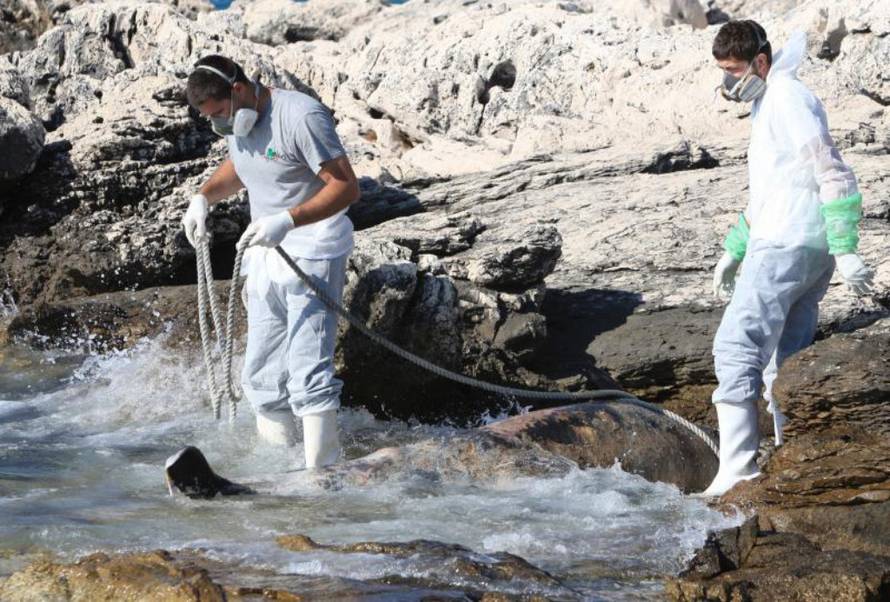 Duško Jaramaz/PIXSELL