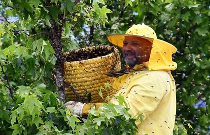 Uzbuna u Sl. Brodu! Roj pčela zavladao gradom: 'Klimatske promjene na njih jako utječu'