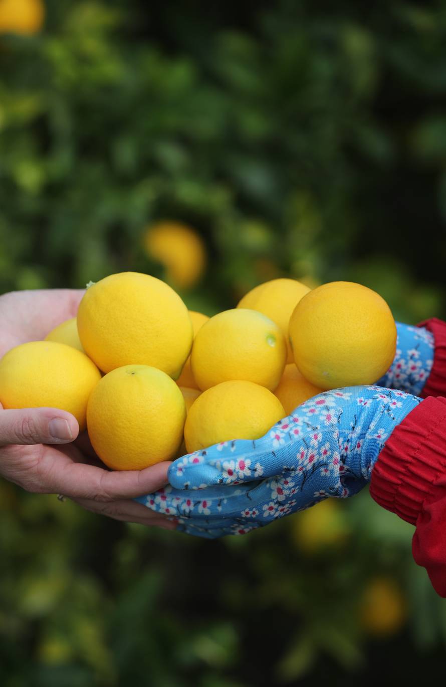 Berba agruma u Opuzenu