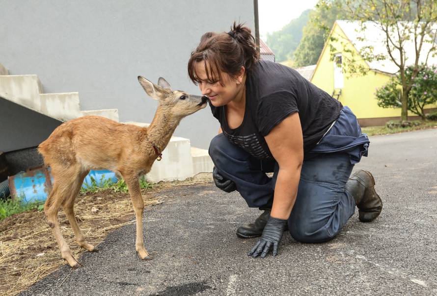 Nevjerojatna priča iz Krasna: Spasili ozlijeđeno lane, danas je tronogi Juriša ljubimac cijele obitelji