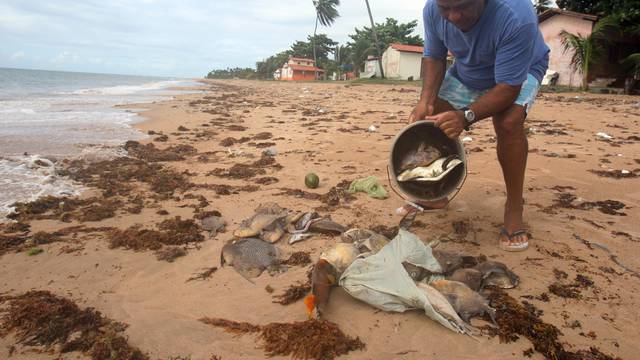 Fish of various sizes and species have appeared dead in the last ten days at beach coastline Aratuba in Itaparica Island, Salvador, Bahia