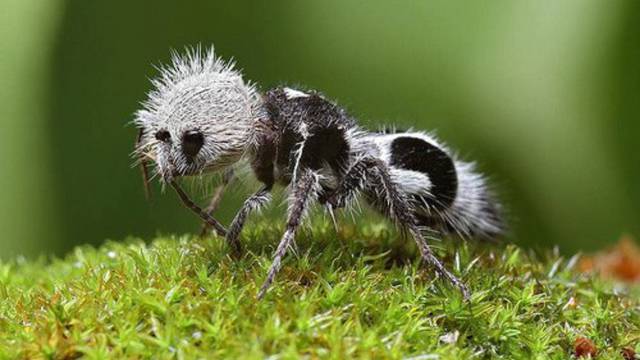 Mrav panda: Mužjak i ženka skupa provode cijeli život