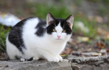 Japan: Mačka dobila zahvalnicu jer je pomogla u spašavanju