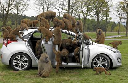 Kakvi majmuni: Pogledajte što su napravili od Hyundaija i30