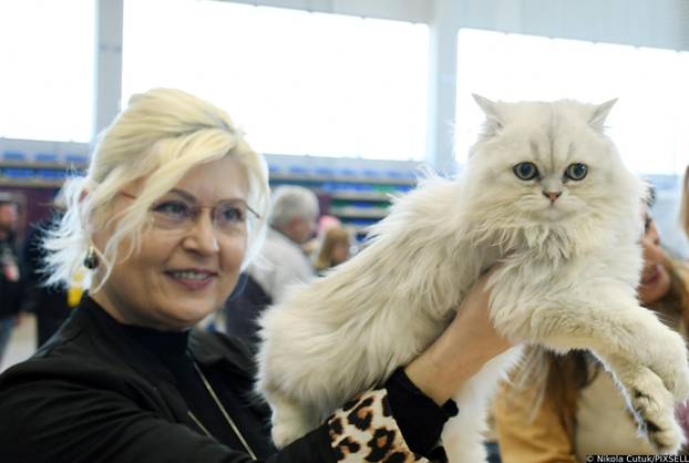 Otvorena revijalna izložba mačaka u Sisku 