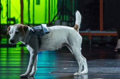 Pas Cheeky glavna je zvijezda opere 'Kein Licht' u HNK